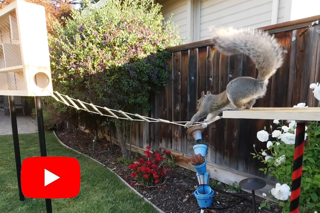 Ultimate Squirrel Obstacle Course – MudGear